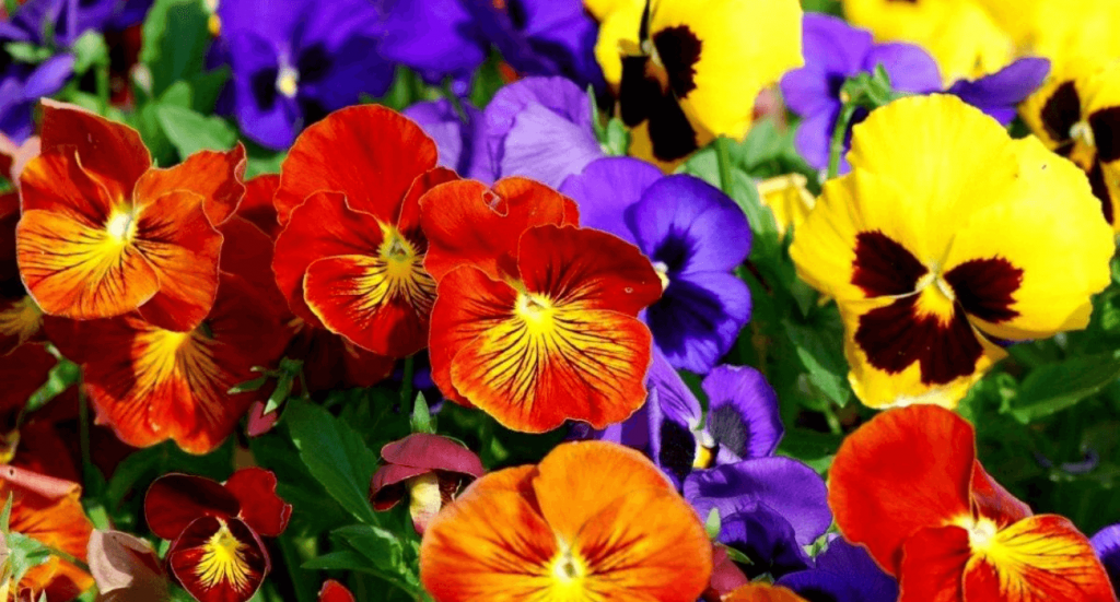 Amor-perfeito: Como Cultivar e Quais os Cuidados Necessários Amor-perfeito: Como Cultivar e Quais os Cuidados Necessários