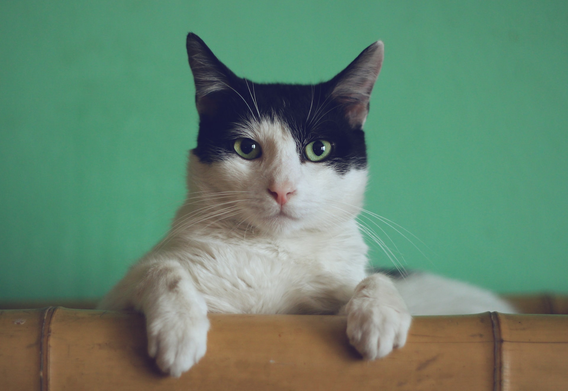 7 formas de fazer seu gato parar de urinar fora da caixa: entenda por que ele faz isso e como lidar