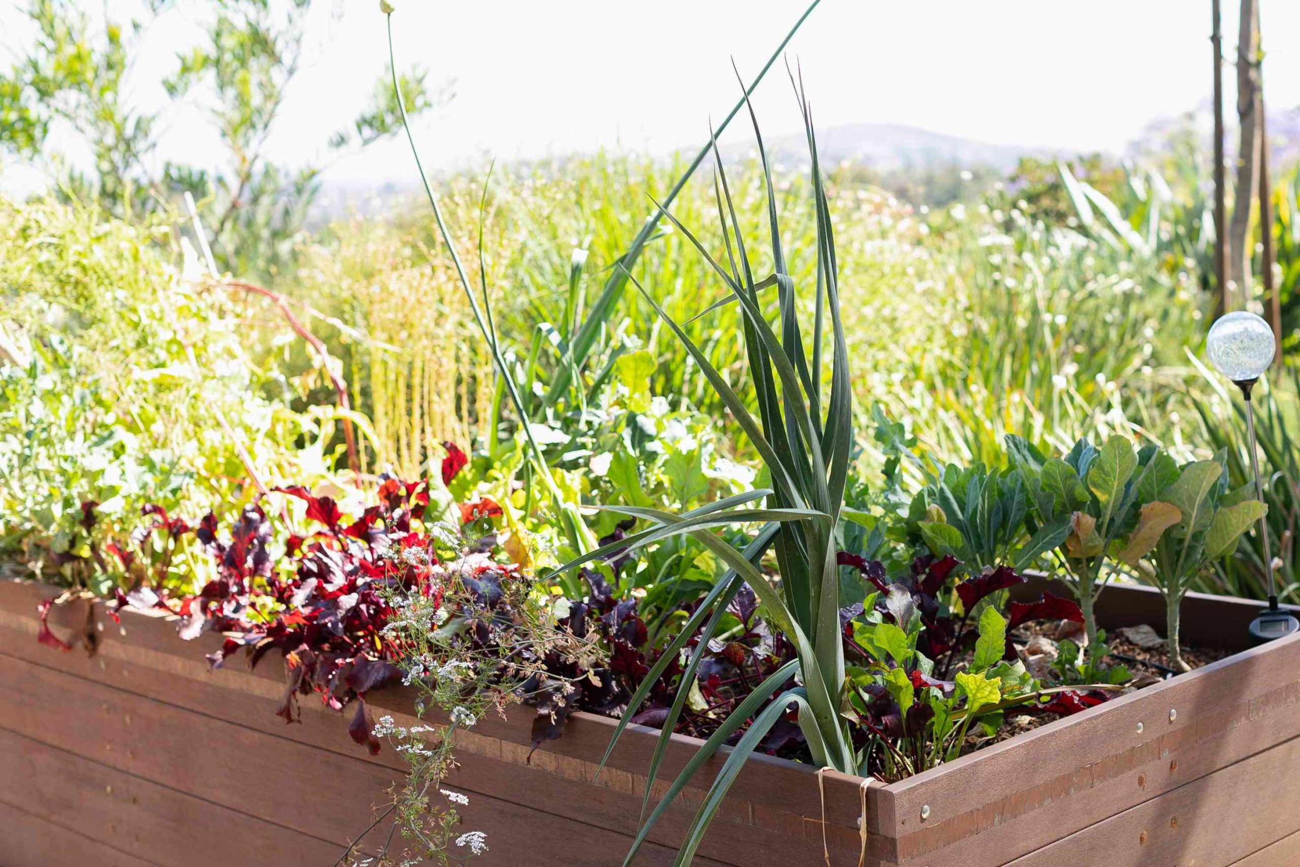 horta