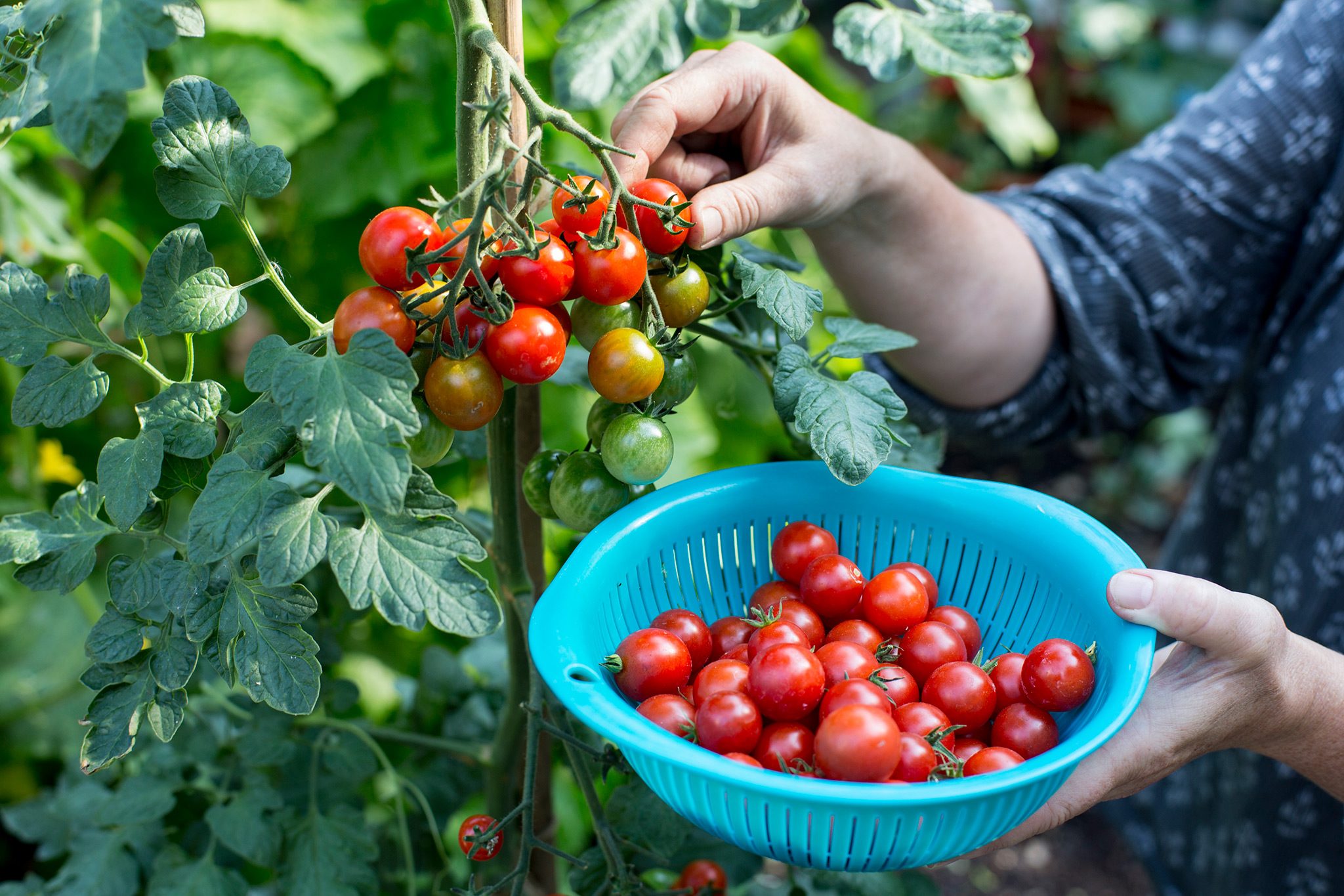 pessoa colhendo tomates