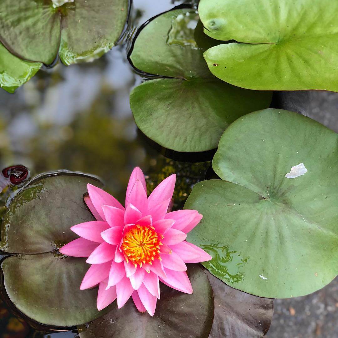 Flor de Lótus: Significado, Benefícios e Como Cultivar Flor de Lótus: Significado, Benefícios e Como Cultivar