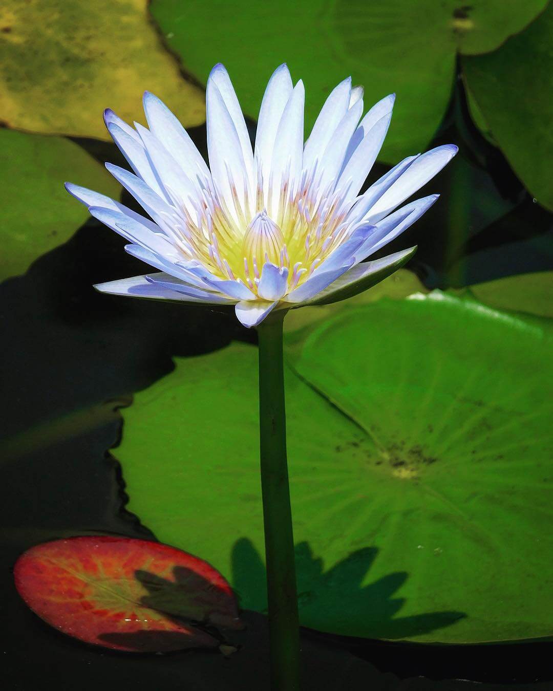 Flor de Lótus: Significado, Benefícios e Como Cultivar Flor de Lótus: Significado, Benefícios e Como Cultivar
