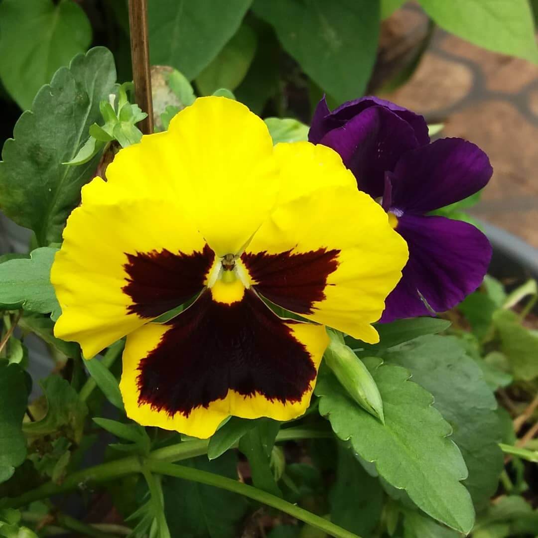 Amor-perfeito: Como Cultivar e Quais os Cuidados Necessários Amor-perfeito: Como Cultivar e Quais os Cuidados Necessários