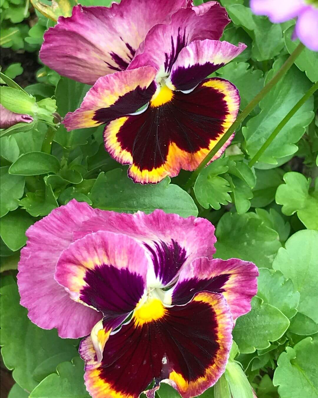 Amor-perfeito: Como Cultivar e Quais os Cuidados Necessários Amor-perfeito: Como Cultivar e Quais os Cuidados Necessários