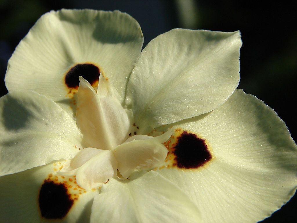 Flor Moréia Flor Moréia