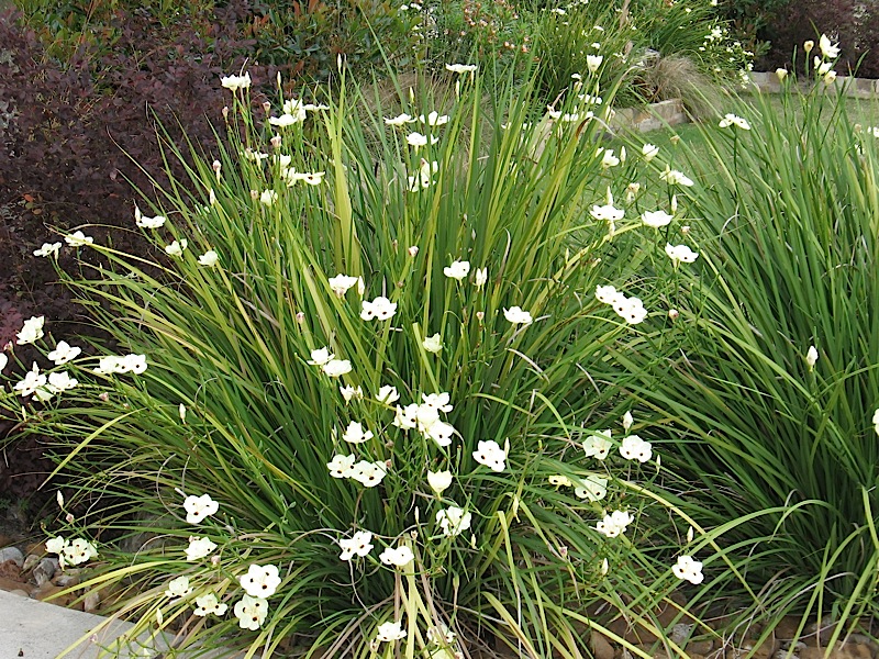 Cultivo da Flor Moreia Cultivo da Flor Moreia
