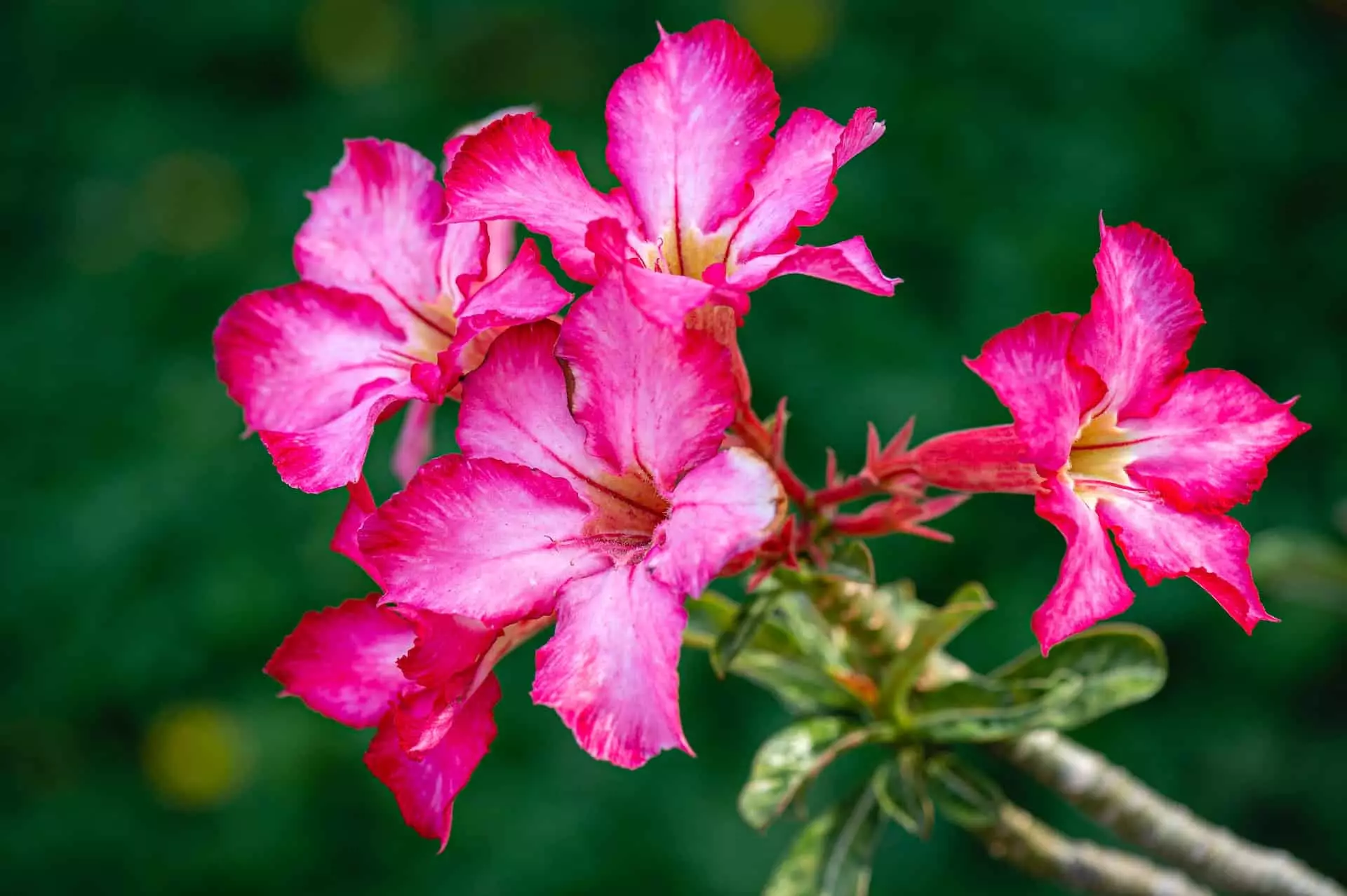 flores