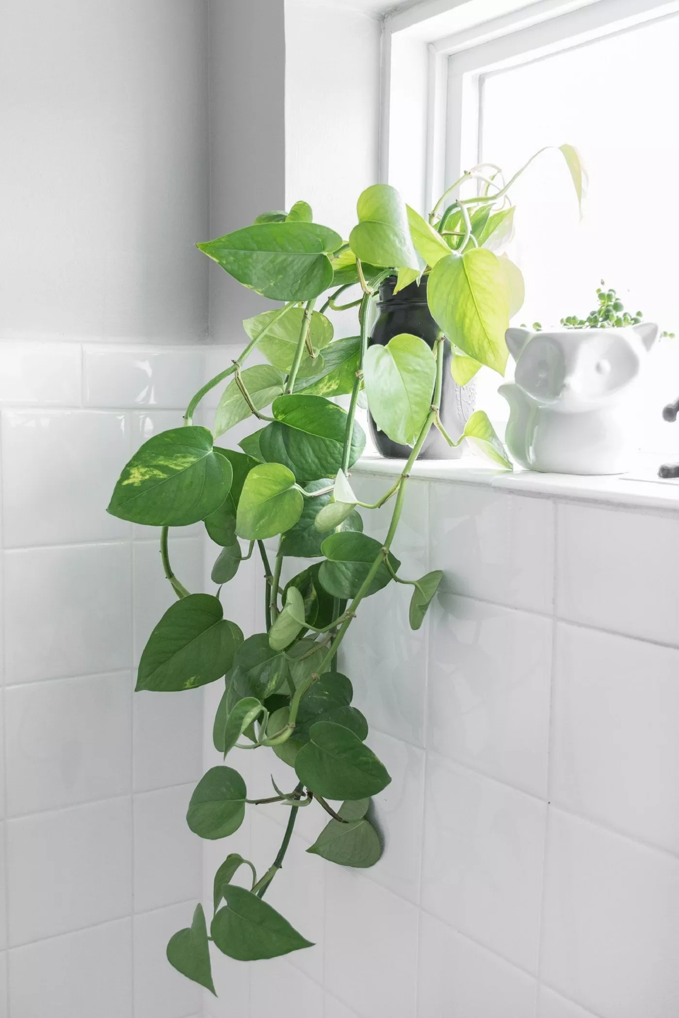 Jiboia no Banheiro Plantas em formato de coração: Jiboia
