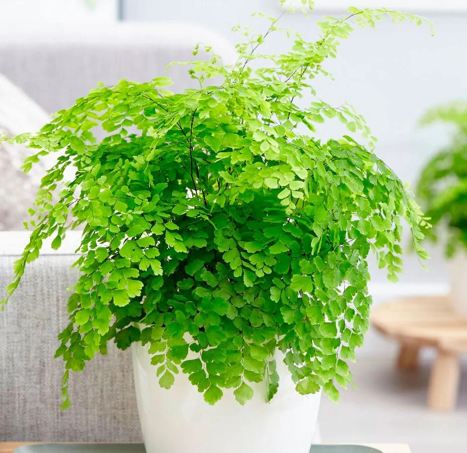como cultivar avenca