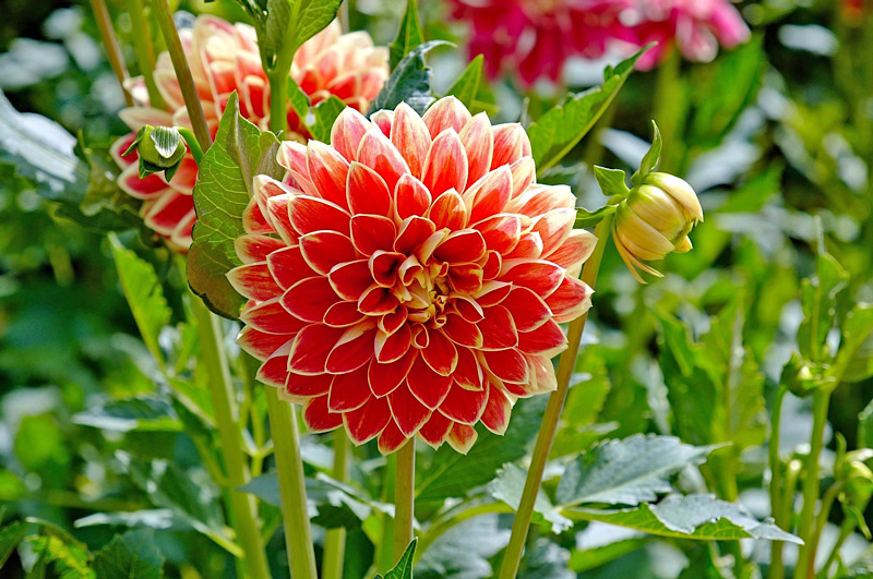 flores mais bonitas do Brasil