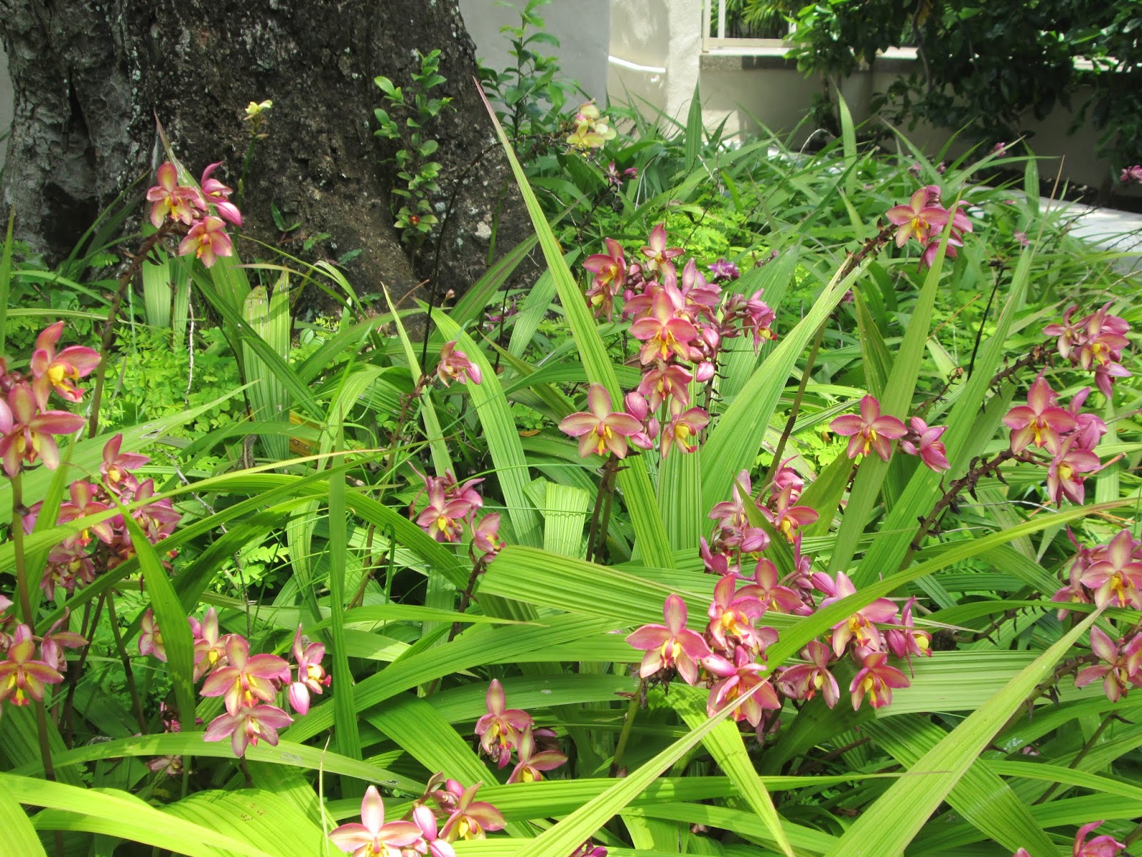 orquídeas em canteiro