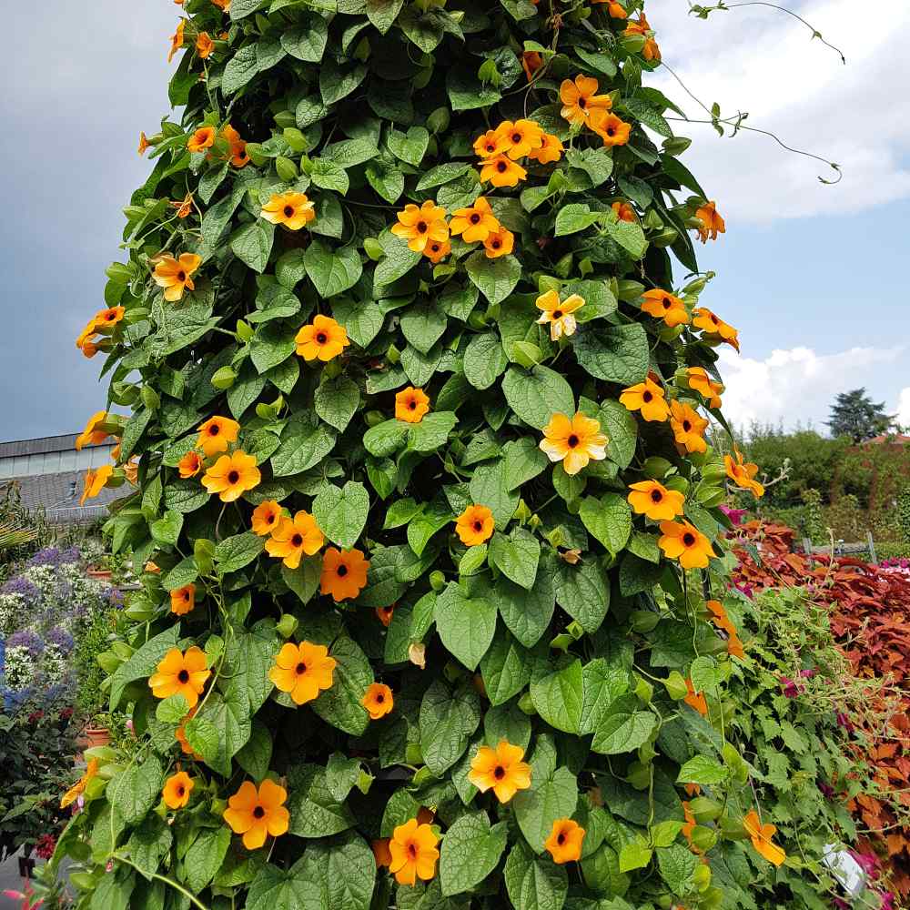 planta amarelinha