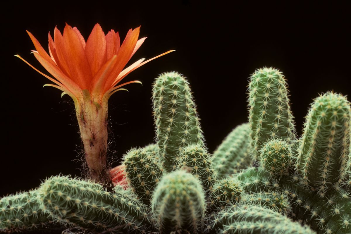 tipos de cactos